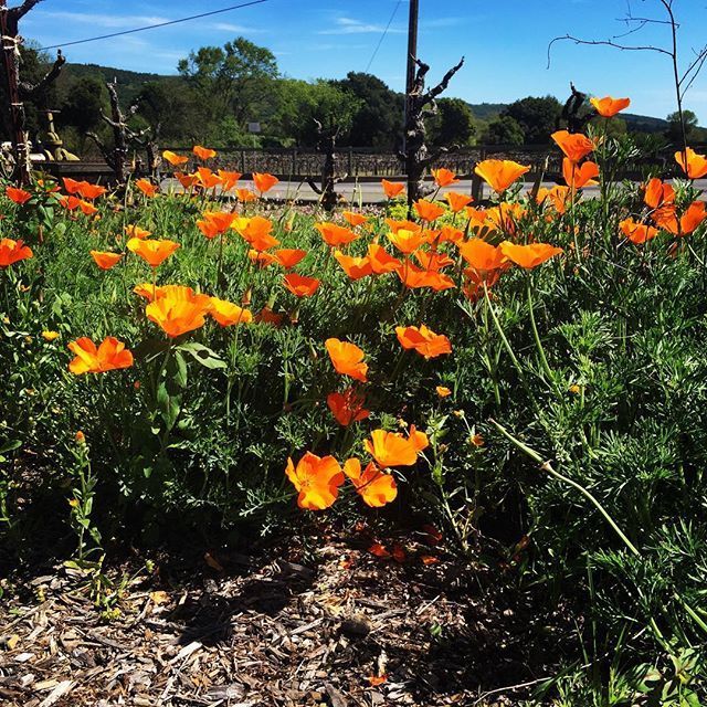 Instagram Photo Contest: "Spring in Napa Valley"